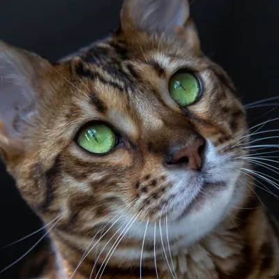 Poes: The Bengal Cat ๐ณ๐ฑ profile