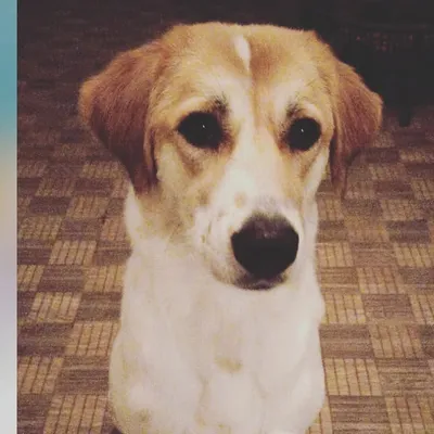 Pogo profile