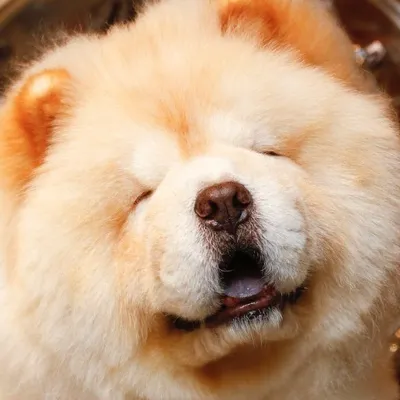 北極熊強強 ♥️ PolarBearCHOW profile