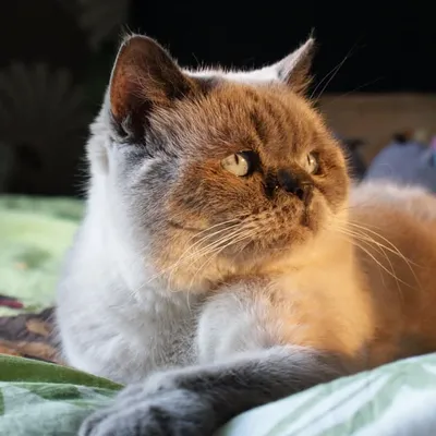 Polly profile