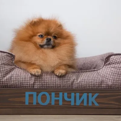 Ponchik show 🐶 profile