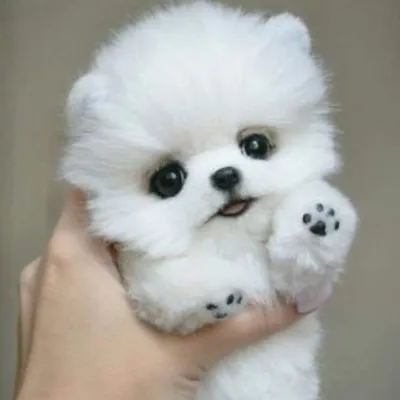 pomeranian profile