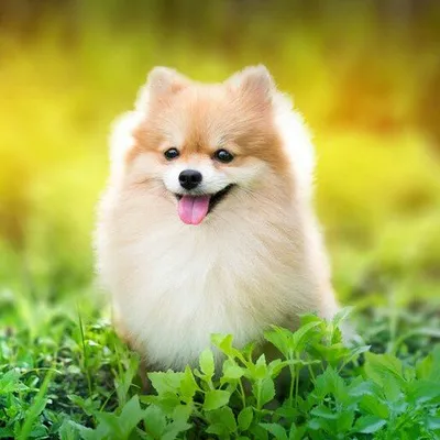 Pomeranian Lovers Club profile