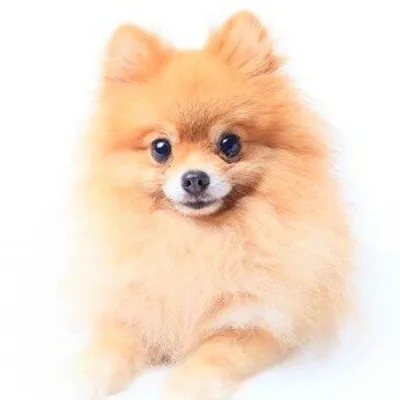 Pomeranian Fever profile