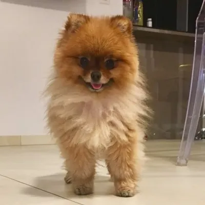 Jasmine the teacup pomeranian profile