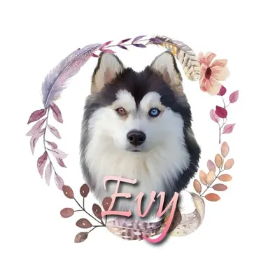 🐾✨ Evy the Pomsky profile