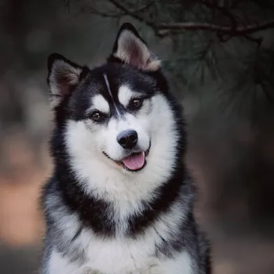 Nero the pomsky profile
