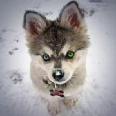 Pomsky profile