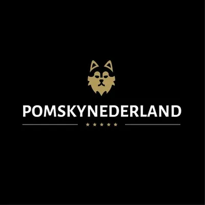 🐾POMSKY PUPPIES FOR SALE🐾 profile