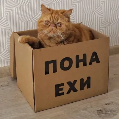 Сибиряки в Краснодаре profile