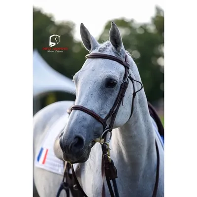 PONEYS DE GRAND PRIX profile