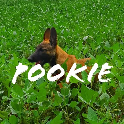 POOKIE .la petite renardiere profile