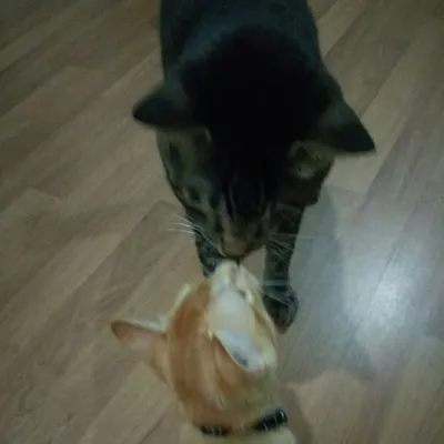 Popeye & Simba profile