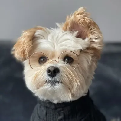 Popeye the Foodie Dog profile