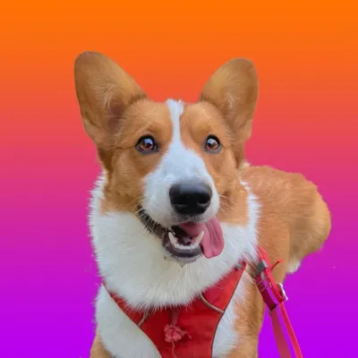 Hoagie The Cardigan Corgi profile