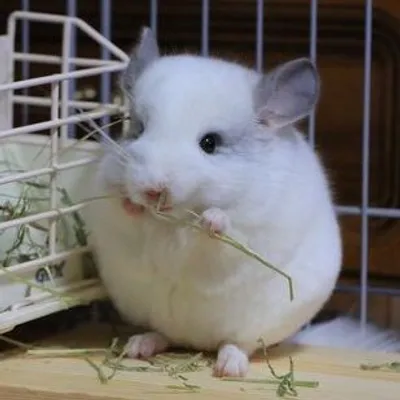 ぽぽちゃん|チンチラ🐭 profile