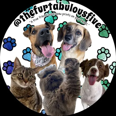 @thefurtabulousfive profile