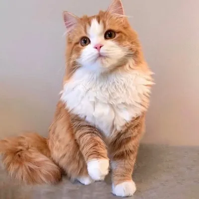Poporon🐈マンチカン profile