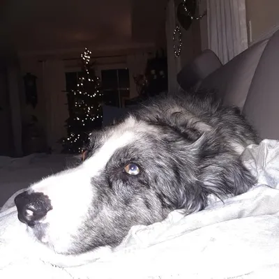 Pöppi profile