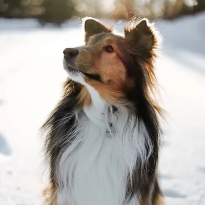 Poppy the Sheltie profile