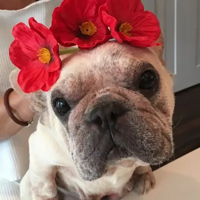 Poppy Strong profile