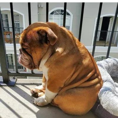 Pop aka Big Poppa profile