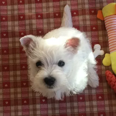 Porridge and Tartan profile