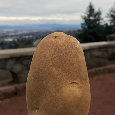 potato profile