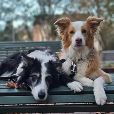 Holly & Ace with Dai profile