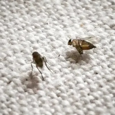 Postgender Black Solider Fly profile
