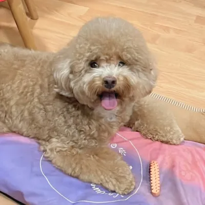 Potato and Artist profile