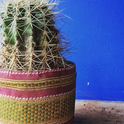 Potted Passion profile