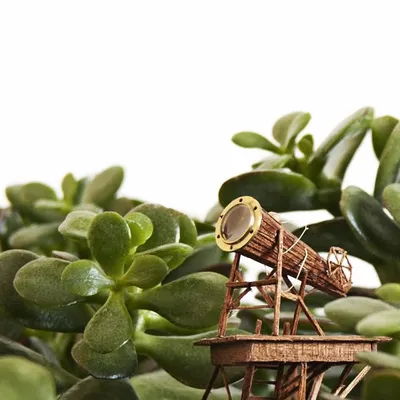 POTTED TREEHOUSE profile