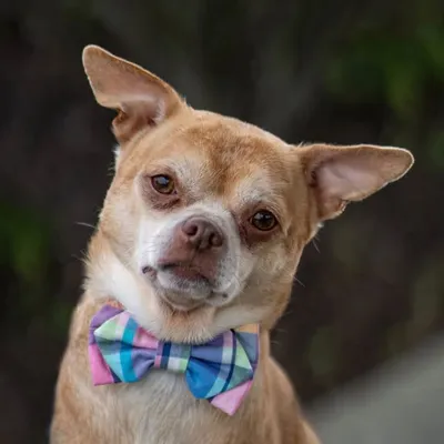 Prancer profile