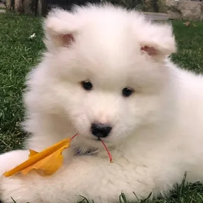 Bear The Samoyed profile