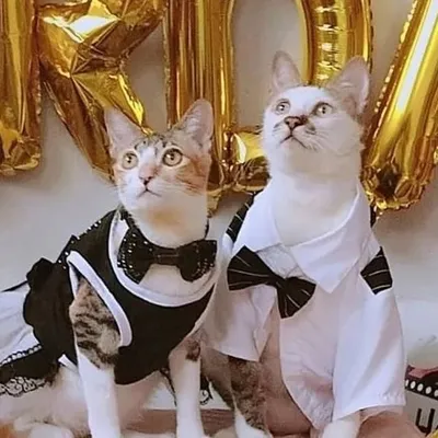 Keluarga 9 Local Cat profile