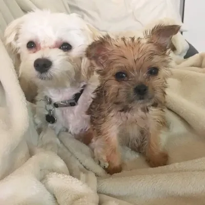 Prince & Wolfie Jr ๐พ profile