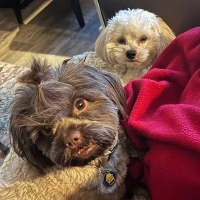 Harry & Moe Legge ๐ต๐ถ profile