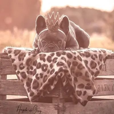Blue The French Bulldog profile