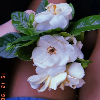 profile