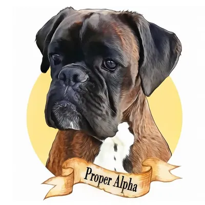 Proper Alpha Boxers profile