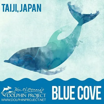 Spreading the Dolphin Project🐬 profile