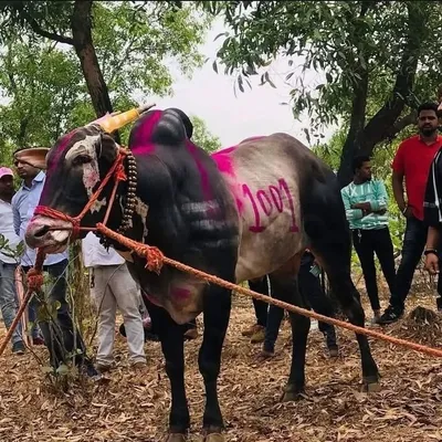 🔥👑महाराष्ट्राचा बादशाह मथुर 👑🔥 profile