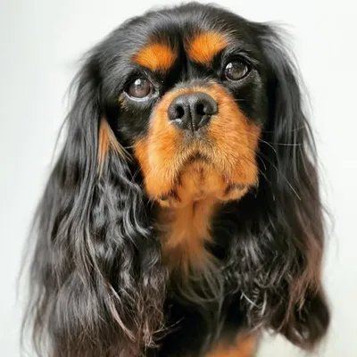 Puddles the Cavalier profile