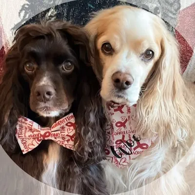 Susan ๐ฉ๐ป Woody ๐ถ Bailey ๐ถ profile