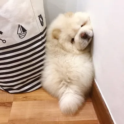 Puffie The Chow profile