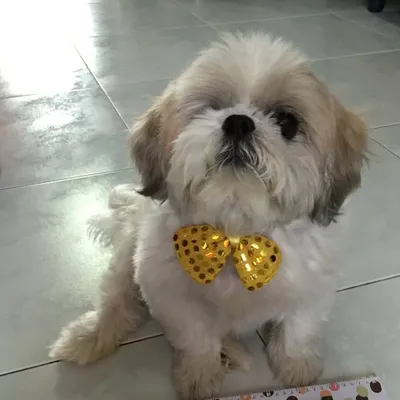 Mickeyboy🐶 profile