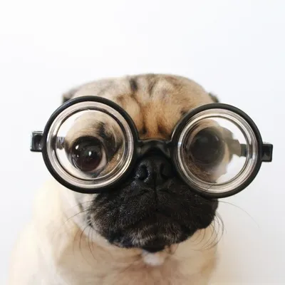 Pug Addict profile
