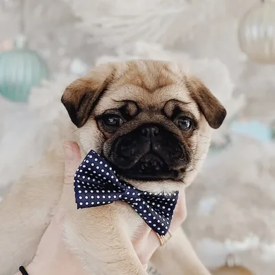 Bao & Benny the Pug profile
