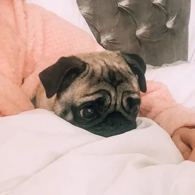 Beans the Pug profile
